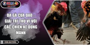 Đá Gà Cựa Dao - Giải Trí Thú Vị Với Các Chiến Kê Dũng Mãnh 2 Đá Gà Cựa Dao - Giải Trí Thú Vị Với Các Chiến Kê Dũng Mãnh