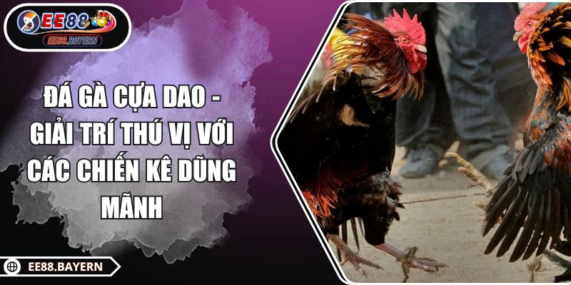 Đá Gà Cựa Dao - Giải Trí Thú Vị Với Các Chiến Kê Dũng Mãnh 1 Đá Gà Cựa Dao - Giải Trí Thú Vị Với Các Chiến Kê Dũng Mãnh