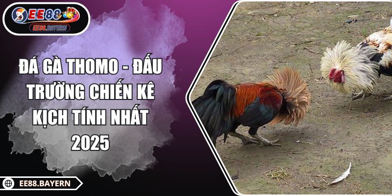 Đá Gà Thomo - Đấu Trường Chiến Kê Kịch Tính Nhất 2025