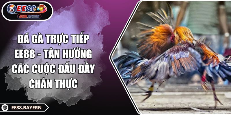 Đá Gà Trực Tiếp EE88 - Tận Hưởng Các Cuộc Đấu Đầy Chân Thực 1 Đá Gà Trực Tiếp EE88 - Tận Hưởng Các Cuộc Đấu Đầy Chân Thực